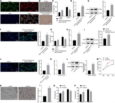 Transcription Factor DLX5 Promotes Hair Follicle Stem Cell Differentiation by Regulating the c-MYC/microRNA-29c-3p/NSD1 Axis